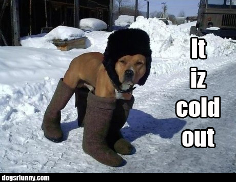 It iz cold outside | Dogs R Funny